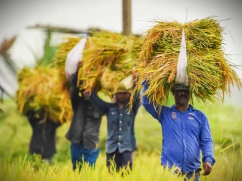 Collecting farm waste india